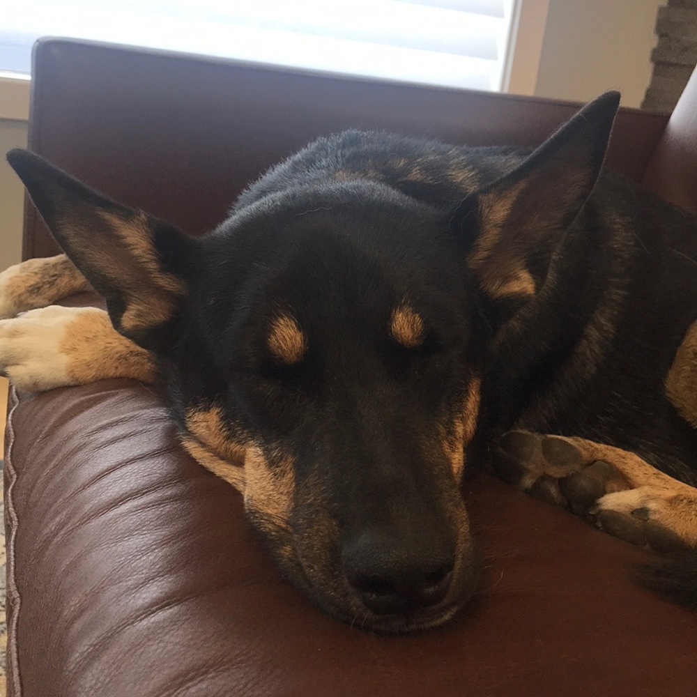 Meet your Posher, Amy